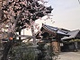 春の正念寺